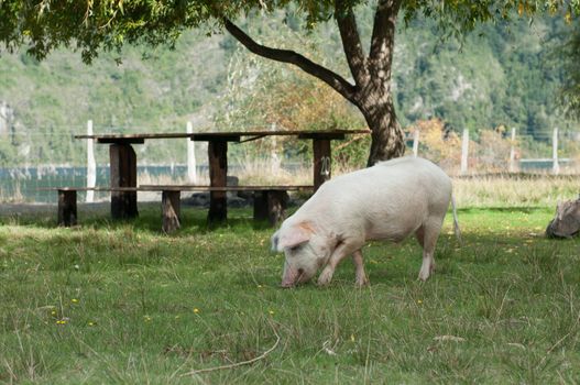 Picnic table and Pig (2)