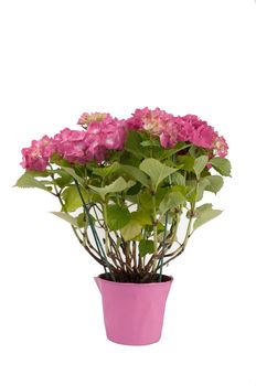hydrangea flowers with a pink pot