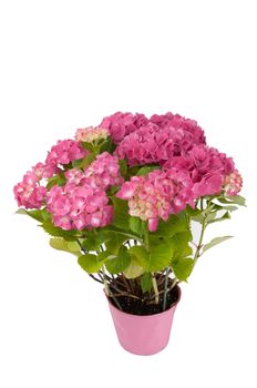 hydrangea flowers with a pink pot (top view)