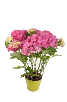 hydrangea flowers with a pink pot (top view 2))
