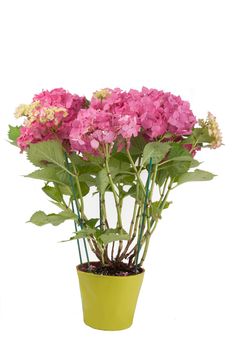 hydrangea flowers with a green pot