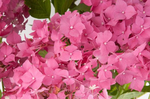 hydrangea flowers (close-up view)