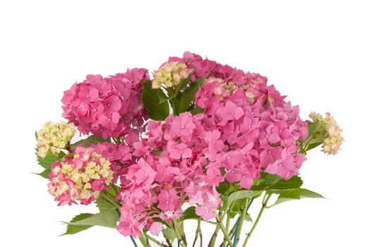 hydrangea flowers (head)