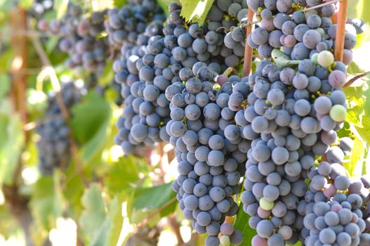 Red Grapes on the Vine