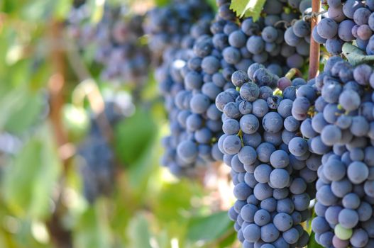 Red Grapes on the Vine