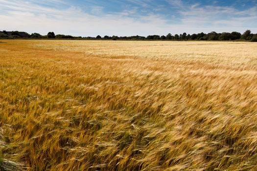 golden cornfield on a sunny summer day