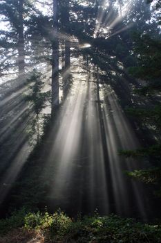 Sun Rays Crossing a Misty Coastal Forest Fort Ross California