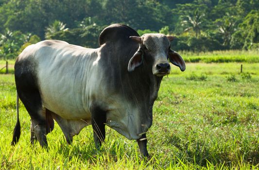 Brahman cattle in a green paddock in Queensland Australia