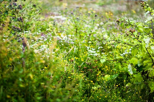 Vibrant field of wild flowers on a sunny day