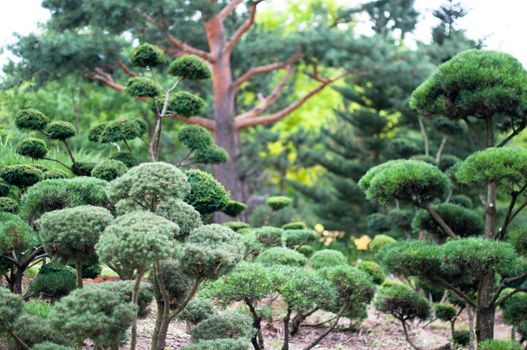 Garden landscape. Topiary. Bushes in a greatly designed park