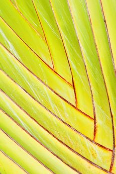 Detailed photo of a banana tree stem looks like a perfect puzzle of nature