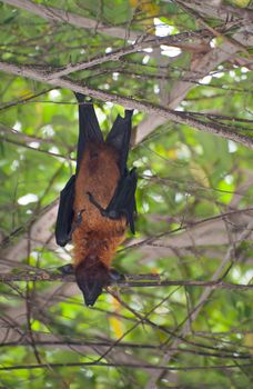 A flying fox bat is hanging on a tree branch 