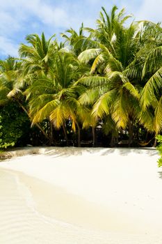 Beautiful tropical paradise in Maldives with coco palms hanging over the white beach and turquoise sea