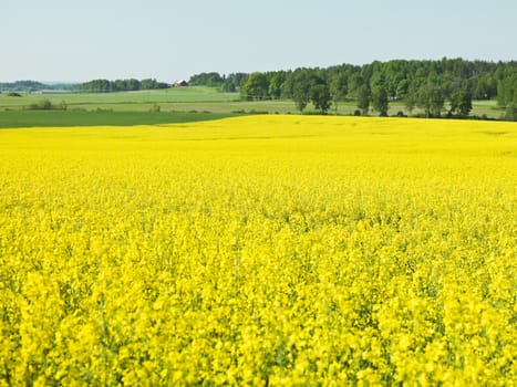 Oilseed Rape Landscape on a summer day