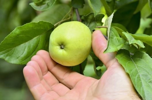 Gardener hand picking green apple