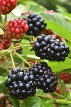 Blackberries growing in the garden
