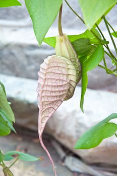 The Nepenthes from the forest