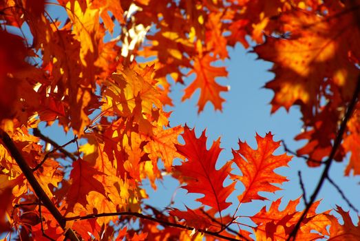 autumn leaves background in sunny day