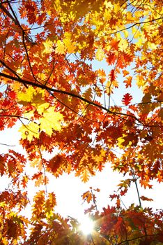 autumn leaves background in sunny day