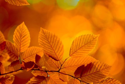 autumn leaves background in sunny day