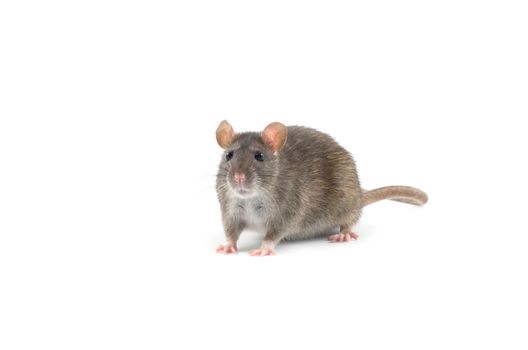 rat  isolated on white background