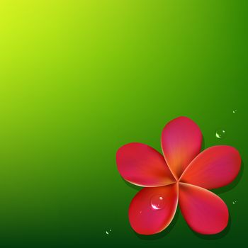Pink Frangipani With Green Background, Vector Illustration