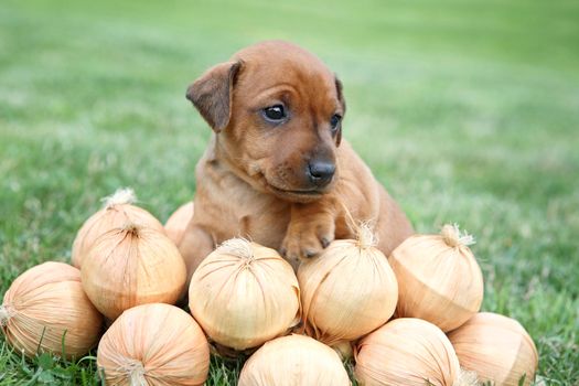 The Miniature Pinscher puppy, 1 months old