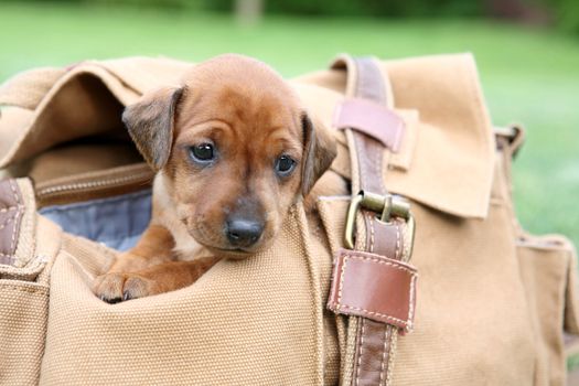 The Miniature Pinscher puppy, 1 months old