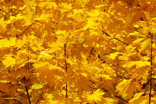 autumn leaves background in sunny day