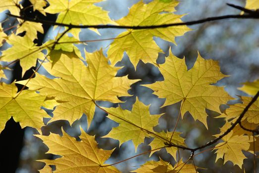 autumn leaves background in sunny day