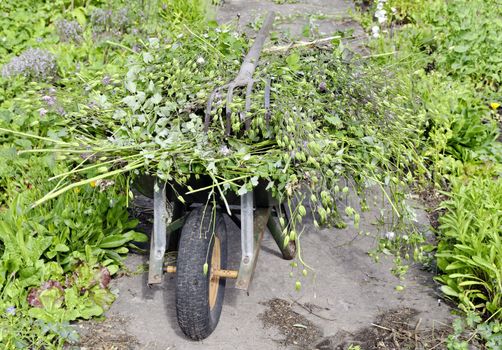 wheelbarrow loaded with grass and fork