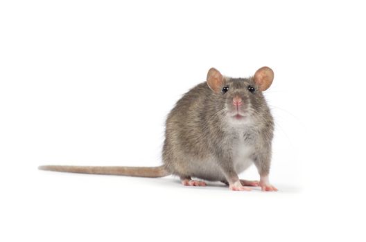 rat isolated on white background