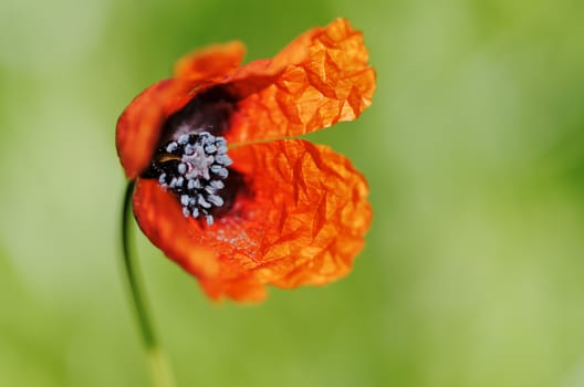 a poppy closeup