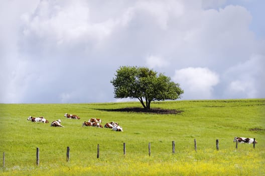 a herd of cow resting in a pasture