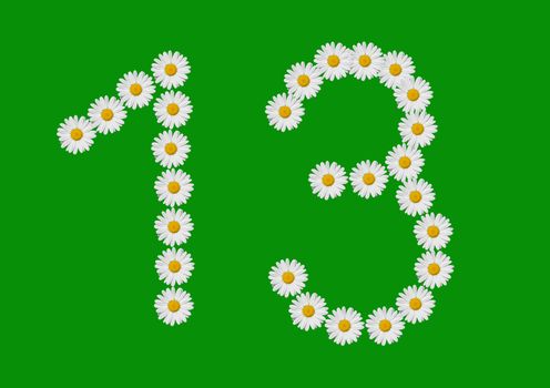 number thirteen made in daisy flower