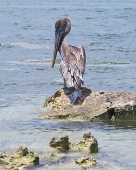 A brown pelican sitting on a rock next to the ocean
