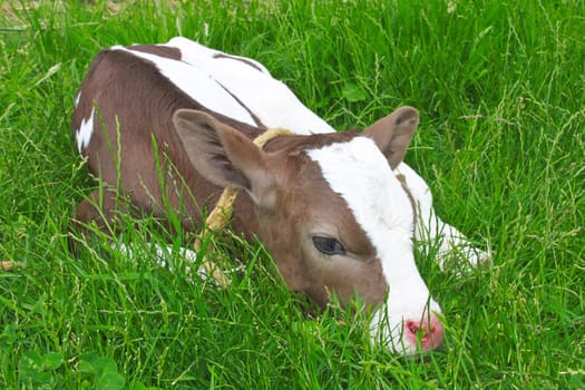 Calf in spring lying on green grass. 