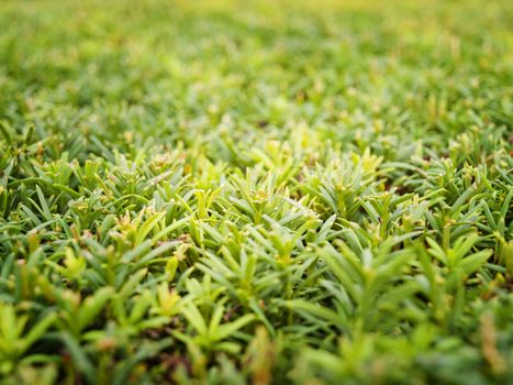 green juniper bushes background close up