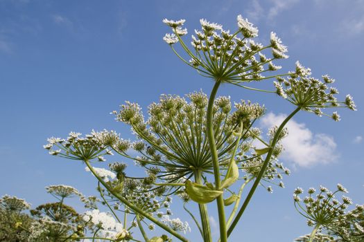 Giant Hogweed (Heracleum Mentagazzanium), aka Cow Parship