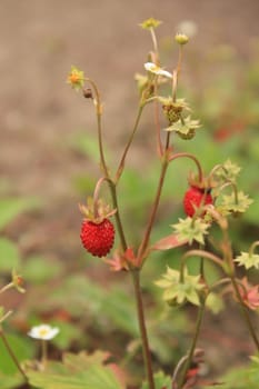 The sweet wild strawberry in the garden 