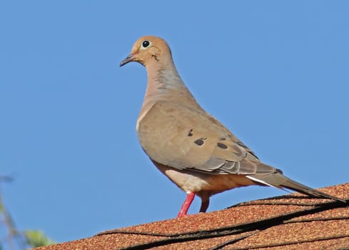 Morning Dove perched on rooftop