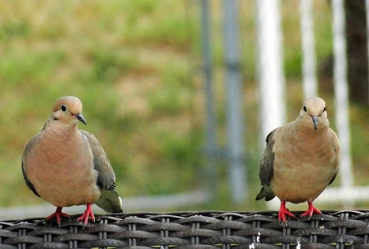 Morning doves sitting on chairs