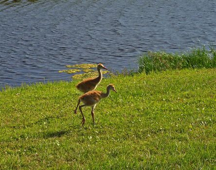 Baby sandhill cranes walking on golf coarse in Florida