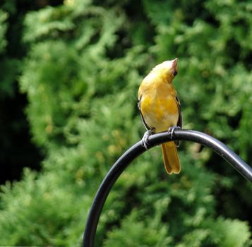 Female baltimore oriole stretching and looking up