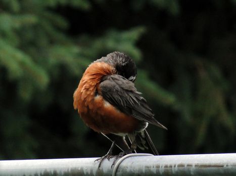 American robin scratching on fench