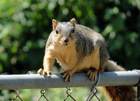Grey squirrel on fench