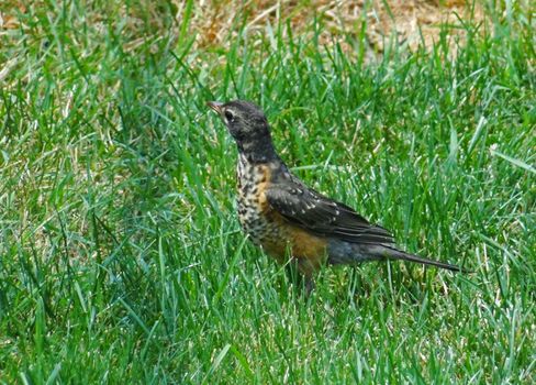 Young American Robin walking in grass