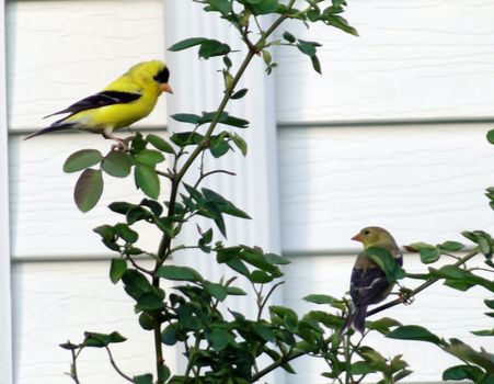 Male and female gold finch perched in rose bush looking at each other