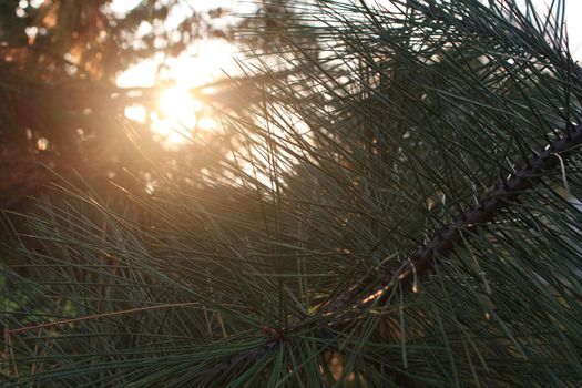 The coniferous tree in the garden