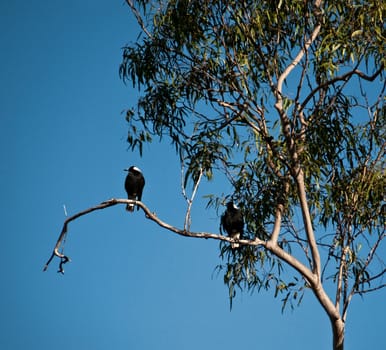 eucalyptus gum tree with australian magpies with blue sky background